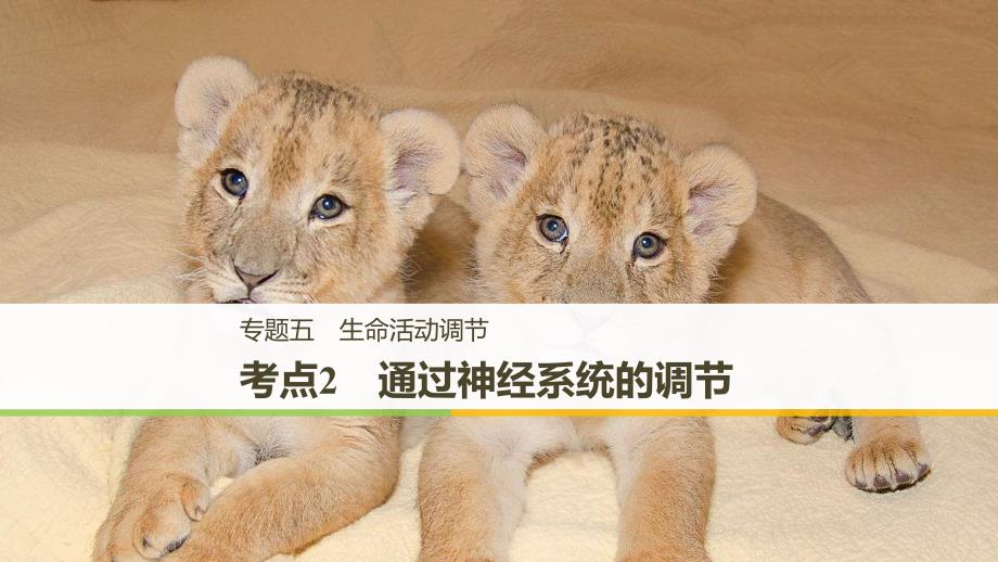 高考生物二轮复习专题五考点2-通过神经系统的调节名师ppt课件(全国通用)_第1页