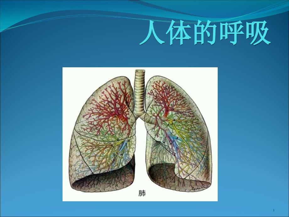 第二节人体的呼吸课件_第1页