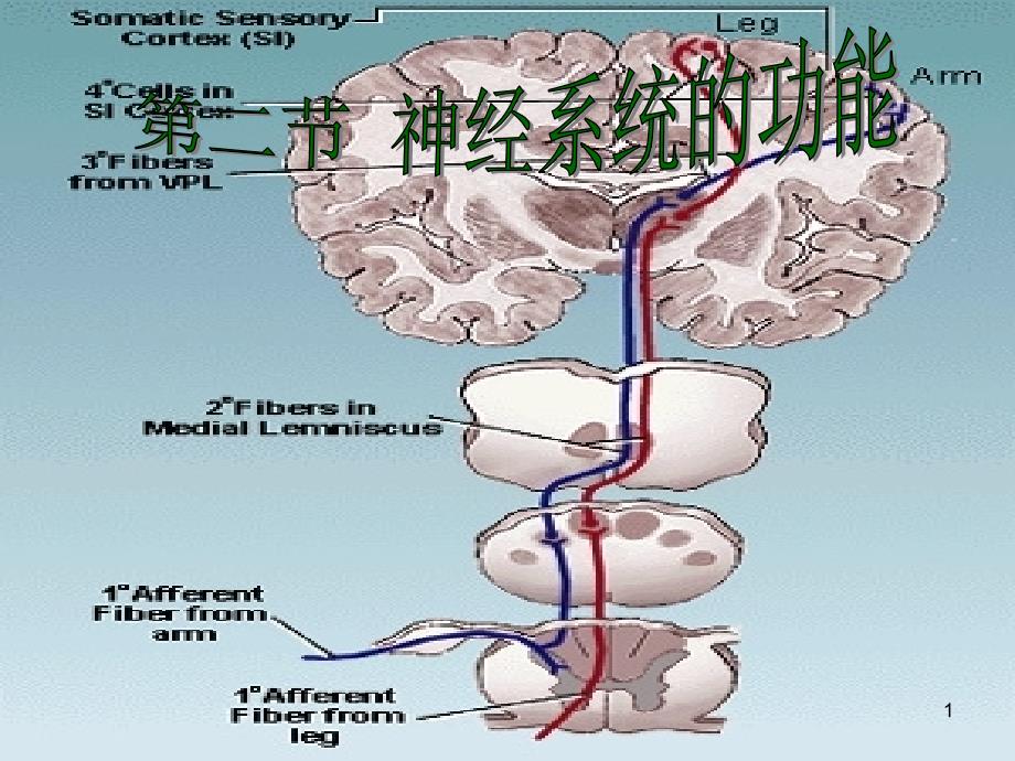 第三章第二节神经系统的功能课件_第1页