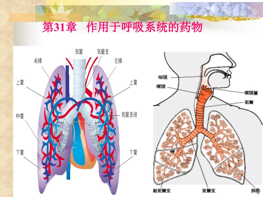 第31章-作用于呼吸系统的药物课件_第1页