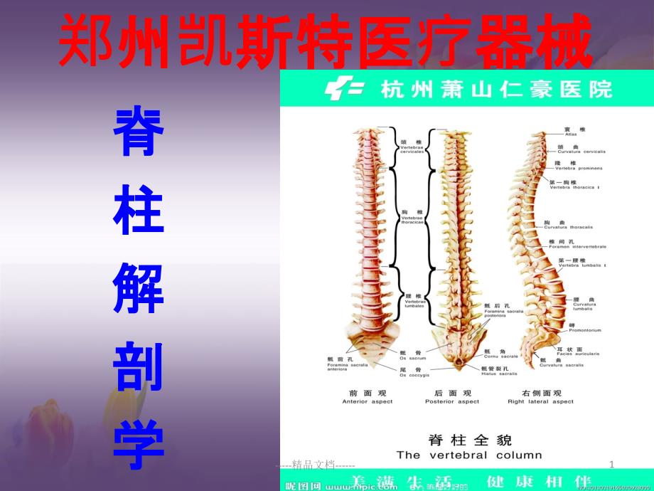 脊柱基础解剖学课件_第1页