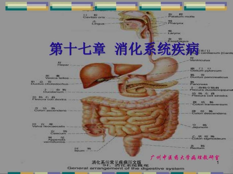 消化系统常见疾病图文版ppt课件_第1页