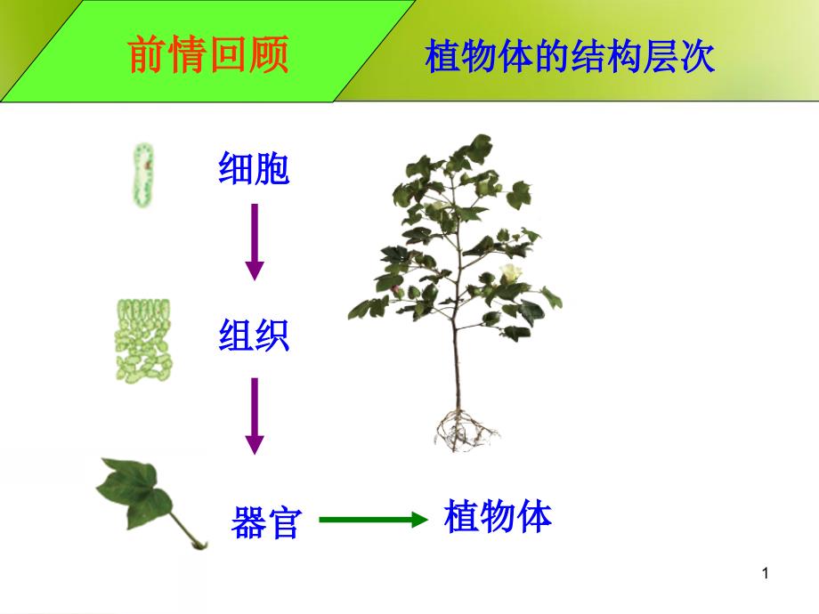 植物的蒸腾作用光合作用呼吸作用课件_第1页