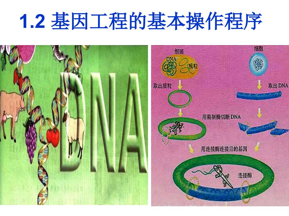 基因工程的基本操作程序培训课程(ppt 65页)_第1页