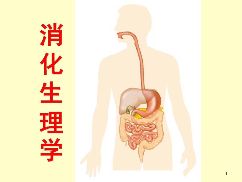 生理学消化系统知识课件_第1页