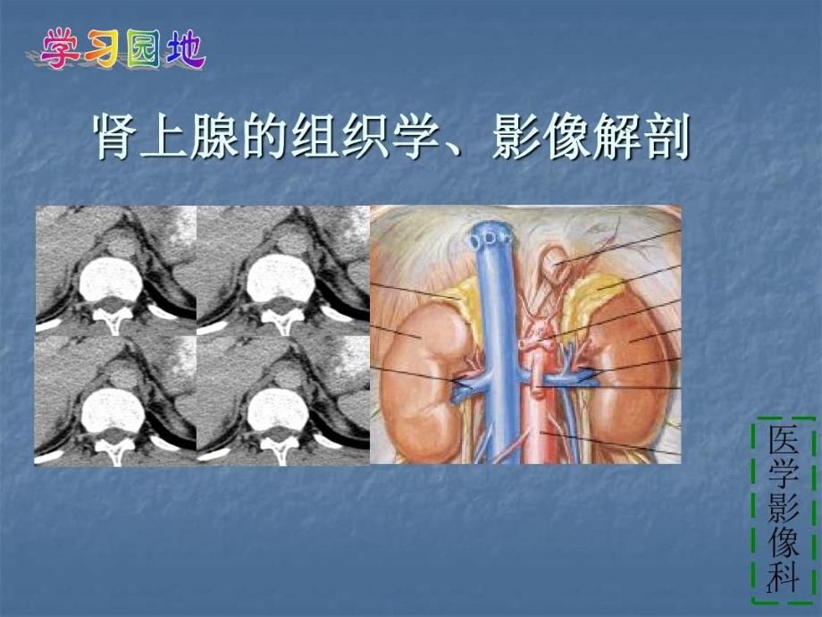 肾上腺解剖及生理课件_第1页