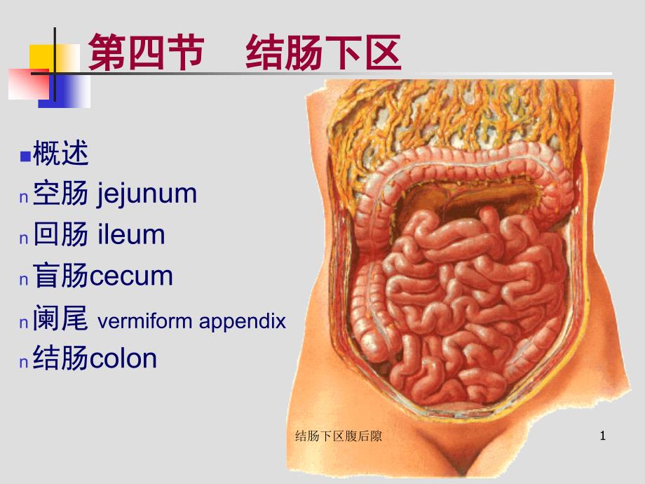 结肠下区腹后隙ppt课件_第1页