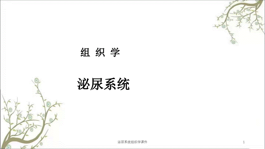 泌尿系统组织学ppt课件_第1页