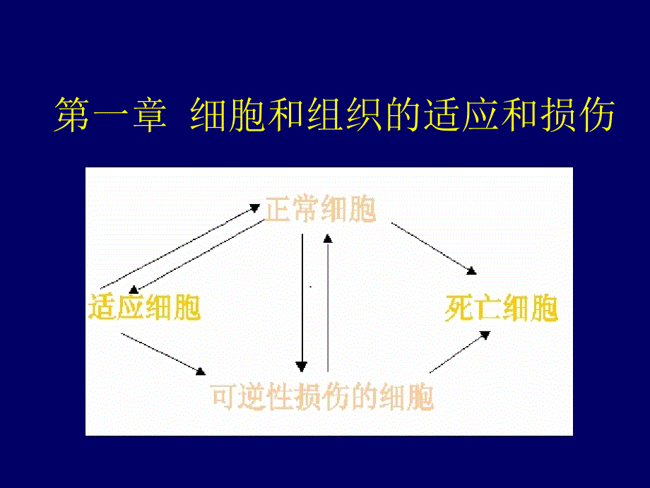 细胞和组织的损伤课件_第1页