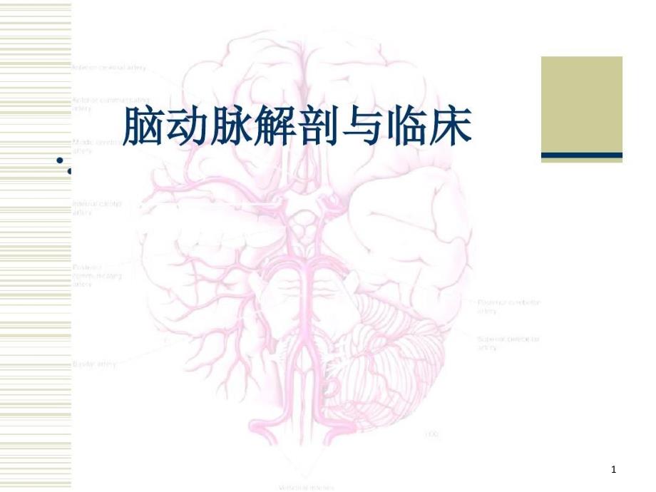 脑动脉解剖与临床ppt课件_第1页