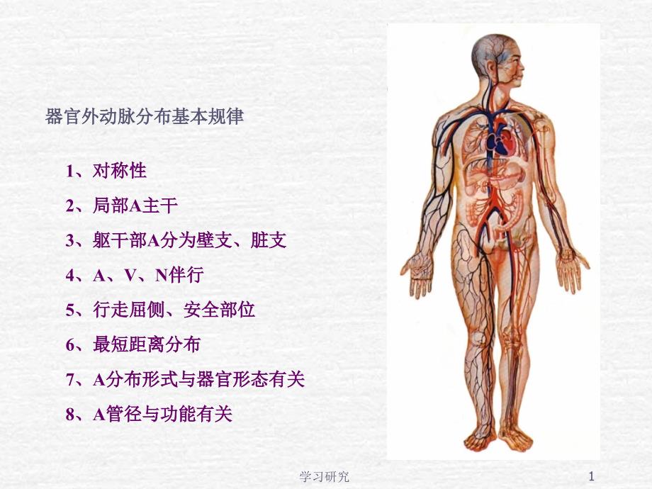 系统解剖学--全身动脉(行业调研)课件_第1页