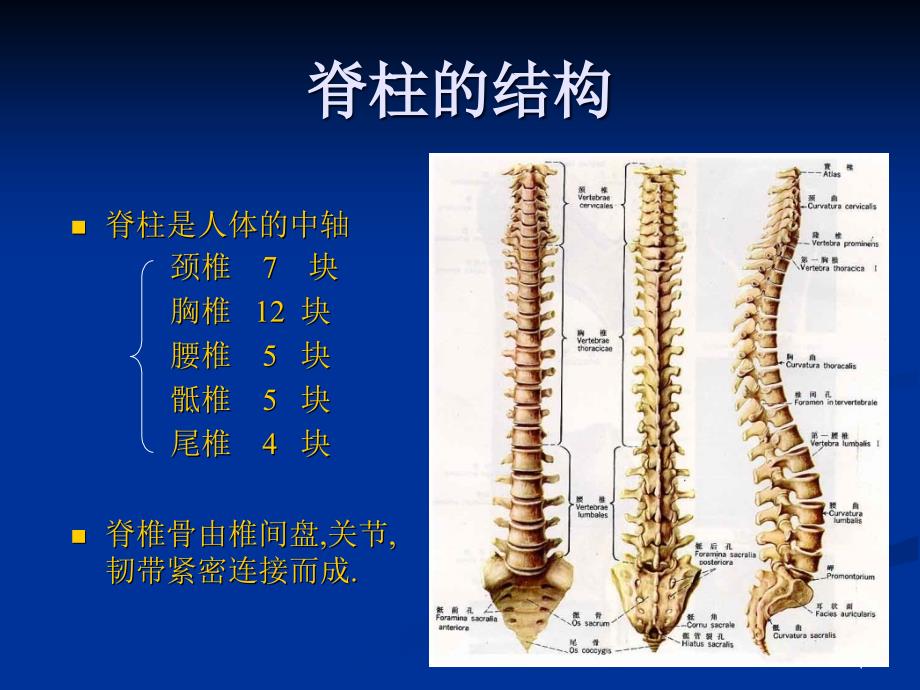 颈椎病ppt课件概述_第1页