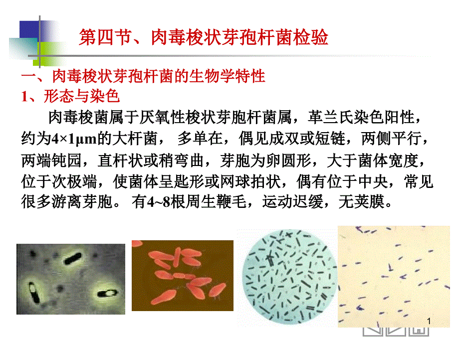 第四章第2部分肉毒梭菌副溶血性弧菌蜡样芽孢杆菌检验课件_第1页