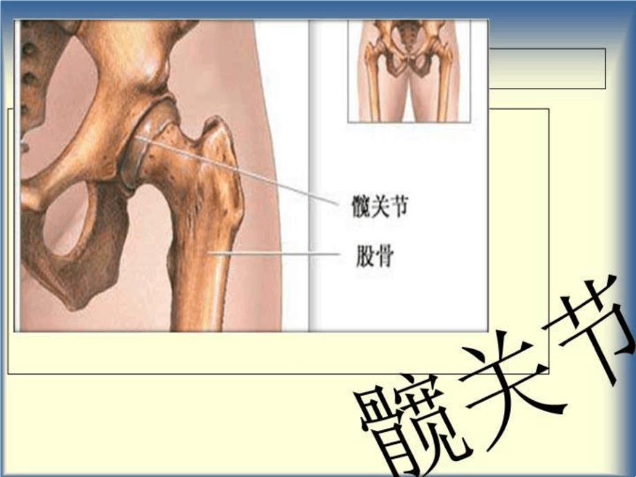 髋关节及其常见病课件_第1页