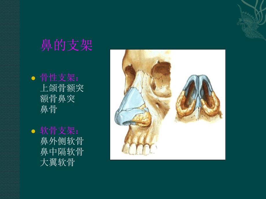 鼻部解剖课件_第1页