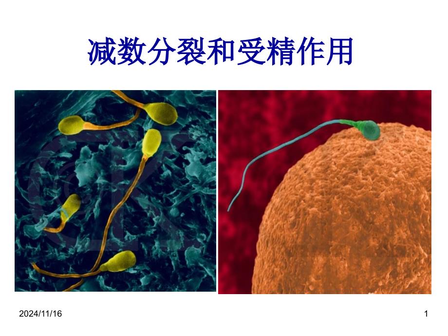 高中生物公开课获奖ppt课件：减数分裂和受精作用_第1页