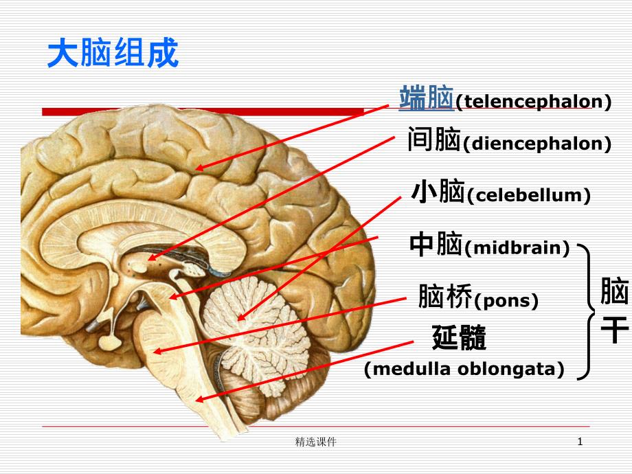 脑叶功能课件_第1页