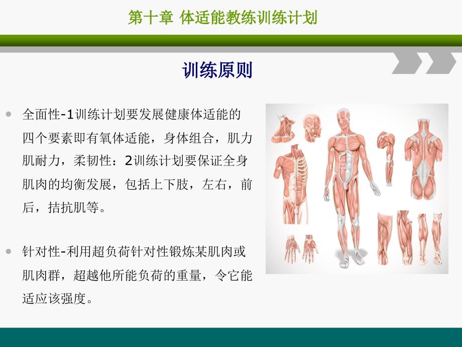 健身教练培训课程第十章《体适能教练训练计划》课件_第1页