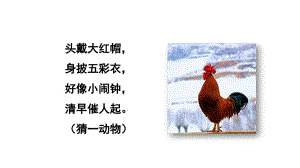 部編版一年級(jí)下冊(cè)語(yǔ)文5-小公雞和小鴨子ppt課件