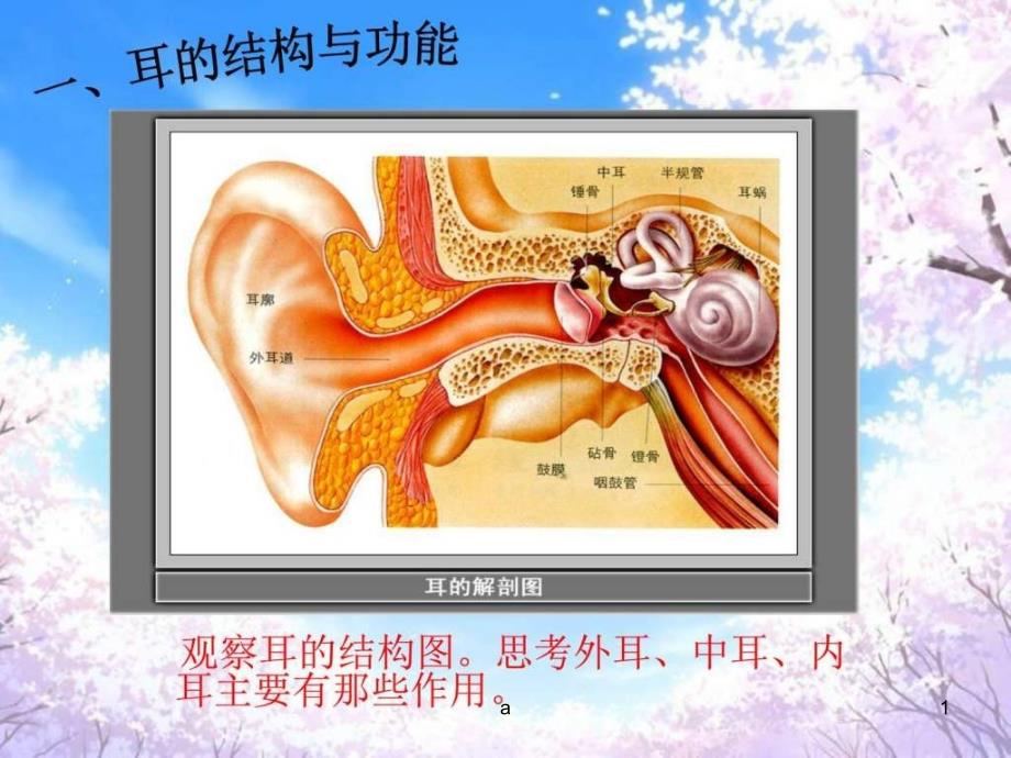 科教版四年级科学上《我们是怎样听到声音的》课件_第1页