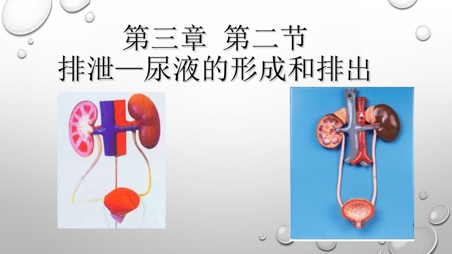 冀少版七年级生物下册232排泄尿液的形成和排出ppt课件_第1页