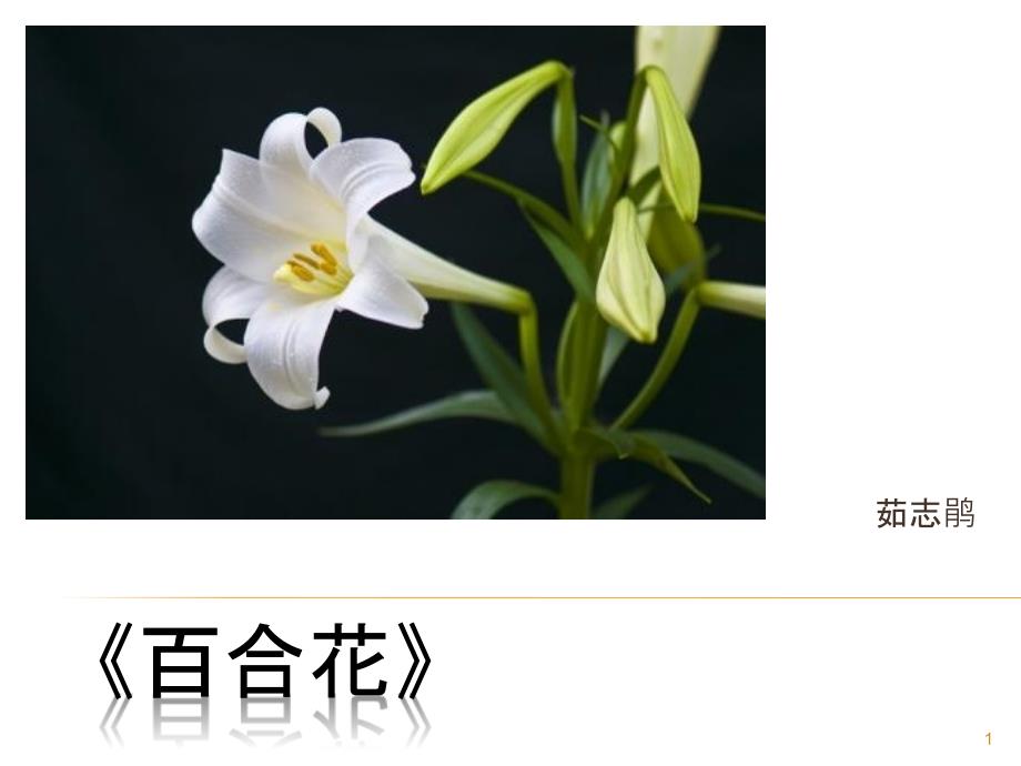 部编版百合花教学ppt课件_第1页