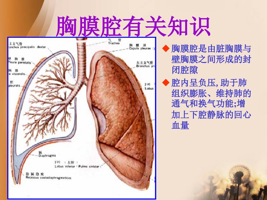 内科胸腔闭式引流术主题讲座ppt课件_第1页