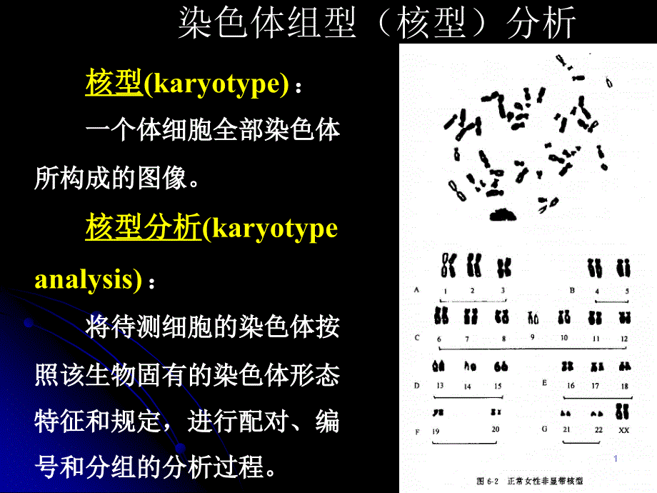 核型分析-课件_第1页