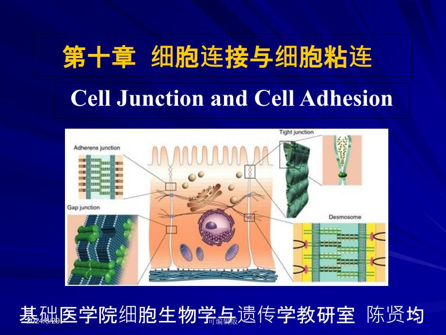 细胞连接与细胞粘连 课件_第1页