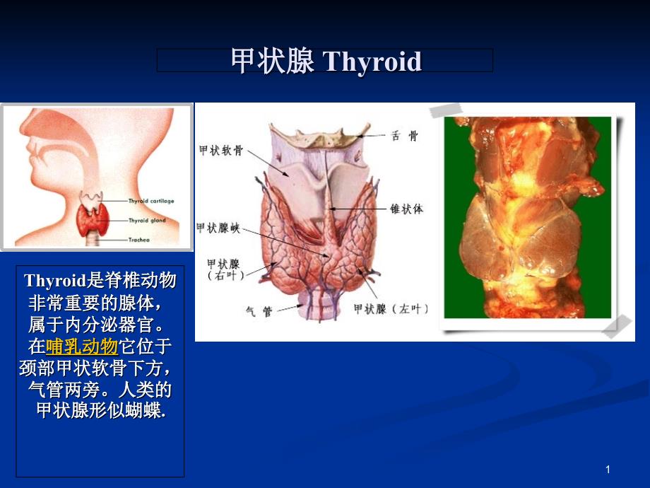 甲状腺激素药ppt课件_第1页