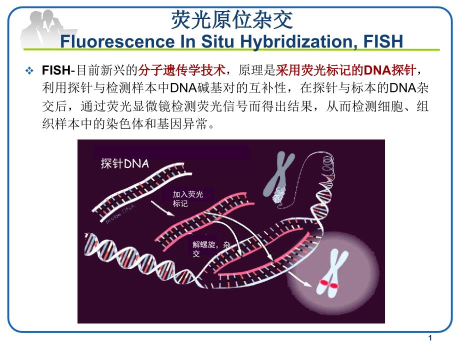 FISH技术在血液肿瘤中的应用主题讲座ppt课件_第1页