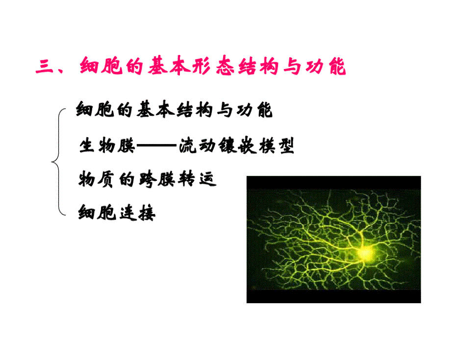 暨大普通生物学-3细胞的基本形态结构与功能_第1页