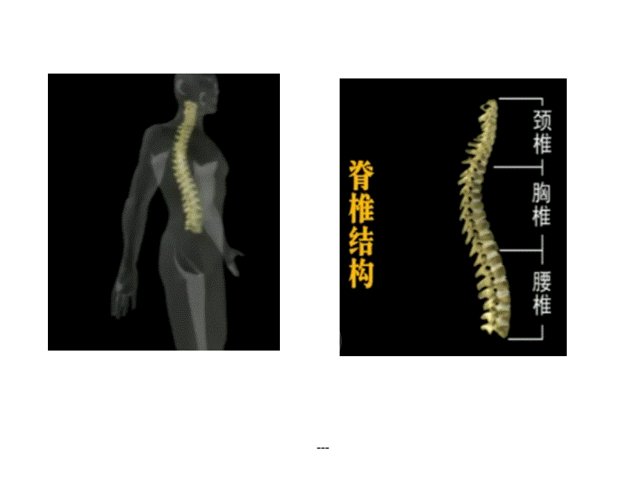 脊髓中枢神经解剖学课件_第1页