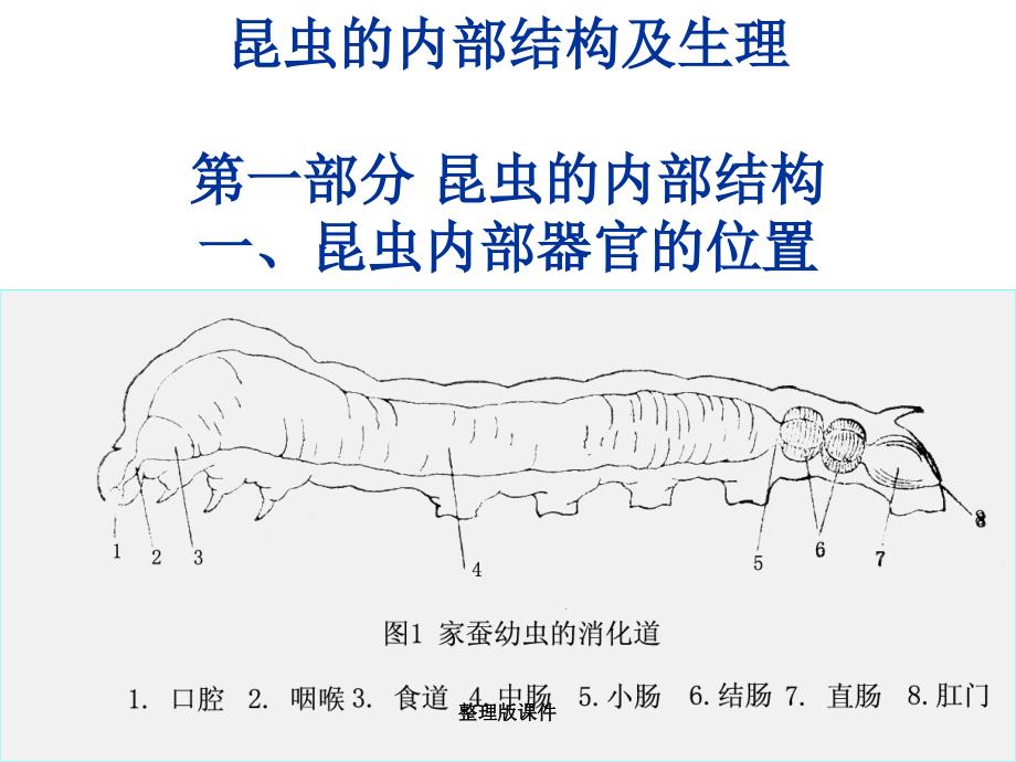 昆虫的内部结构及生理课件_第1页