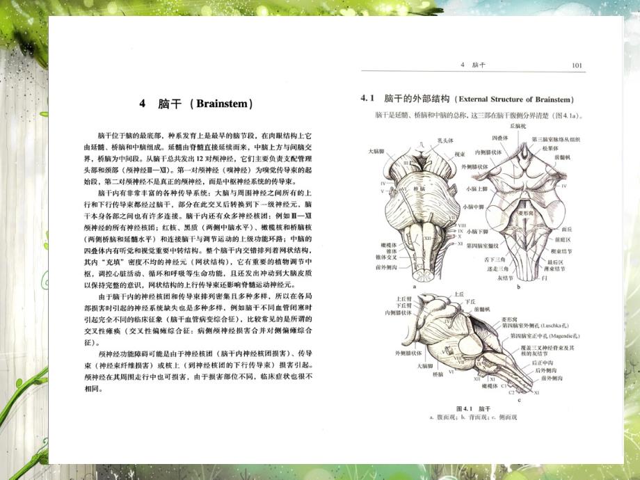 神经系统疾病脑干-课件_第1页