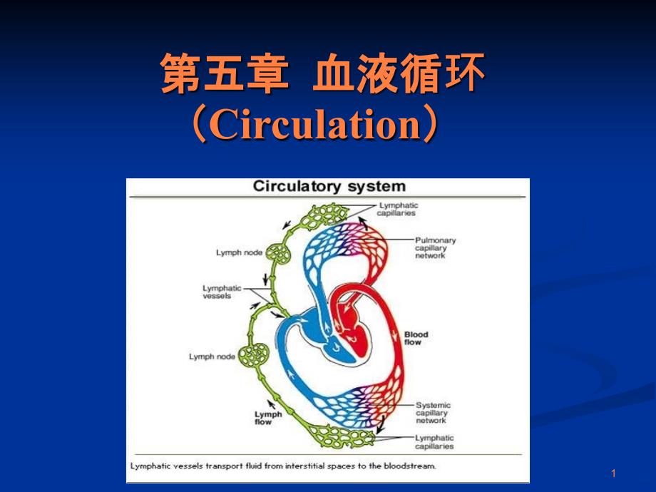 动物生理学血液循环课件_第1页