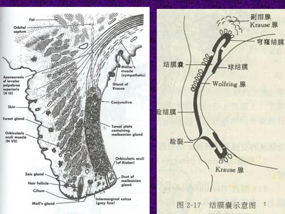 眼睑病泪器病眼科学ppt课件_第1页