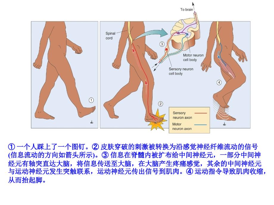 平衡觉传导通路课件_第1页