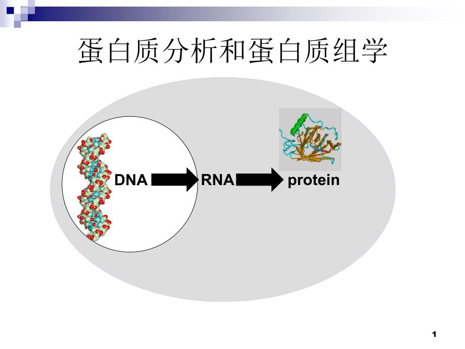 蛋白质分析和蛋白质组学课件_第1页