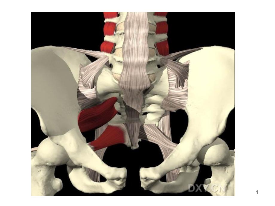骨盆彩色三维解剖图课件_第1页