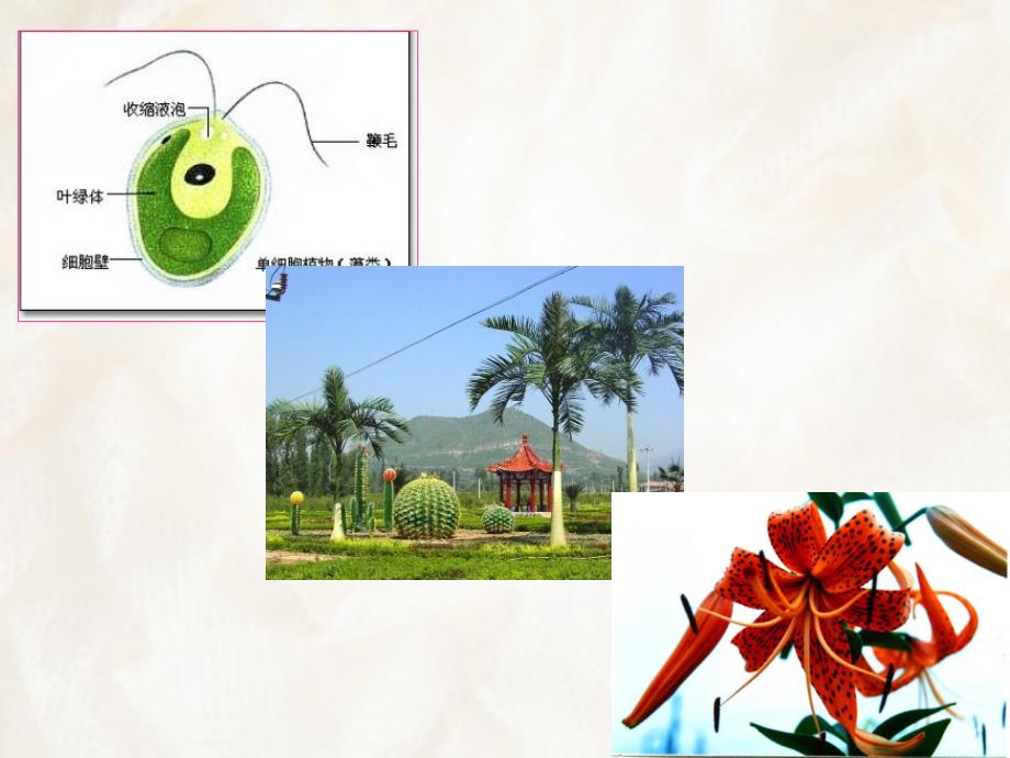 大学植物学课件第一植物细胞剖析_第1页