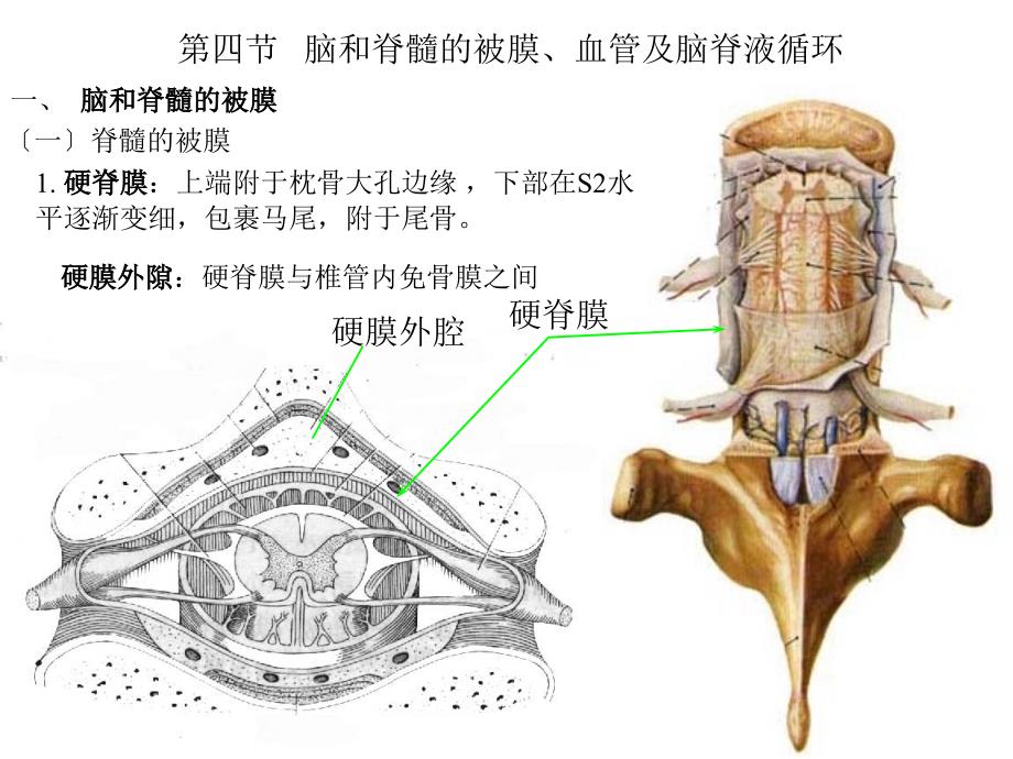 人体解剖学——脑脊膜-1_第1页