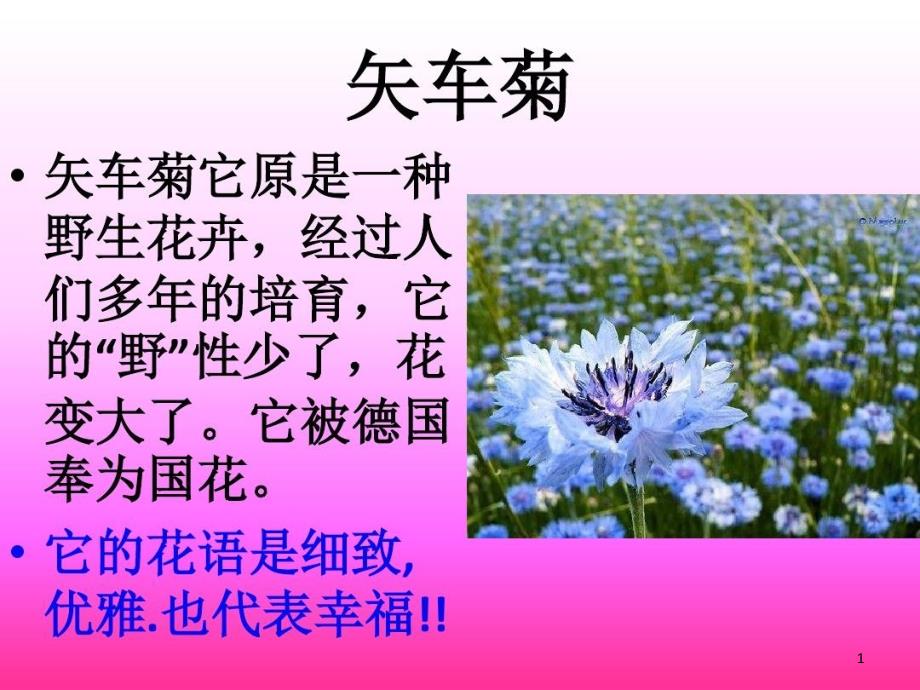 各种花的花语和图片课件_第1页