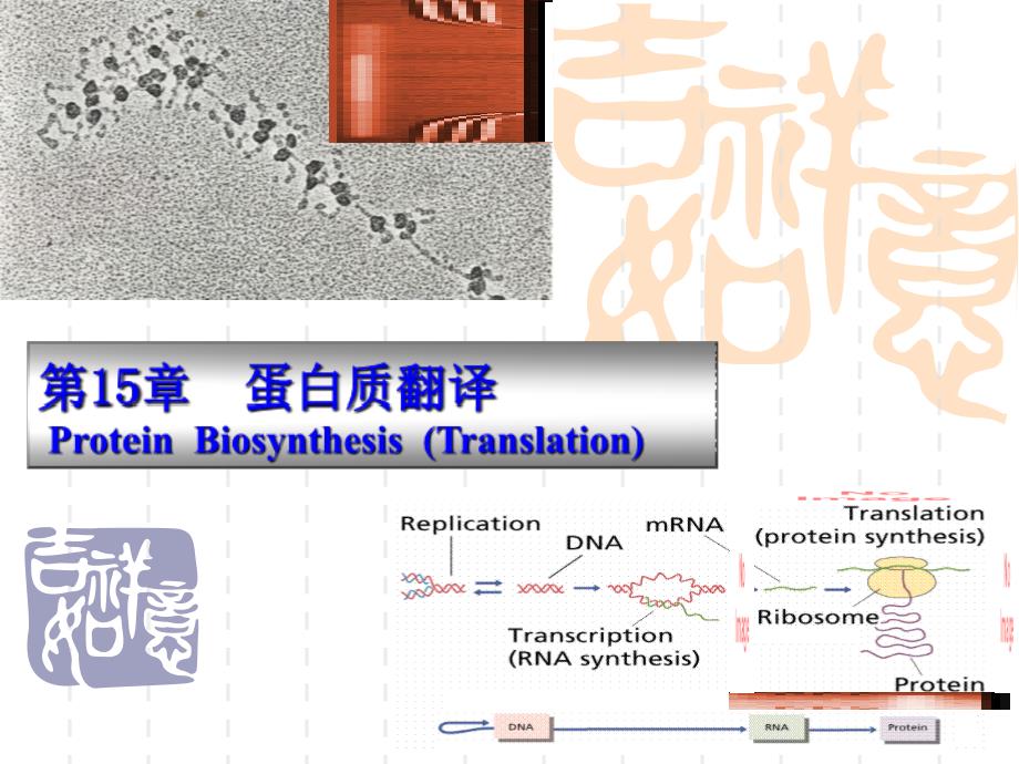 最新动物生物化学第十五章蛋白质翻译名师编辑资料_第1页