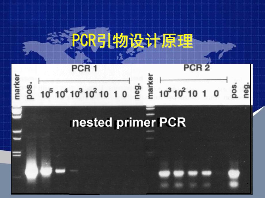 引物设计原理课件_第1页