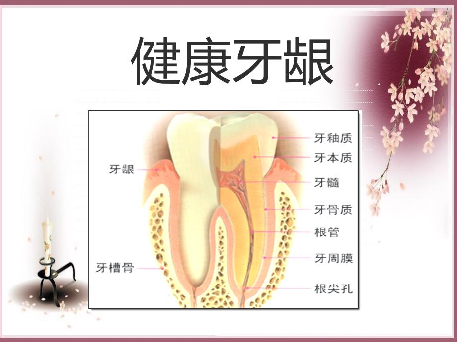 牙齿保健知识讲座课件_第1页