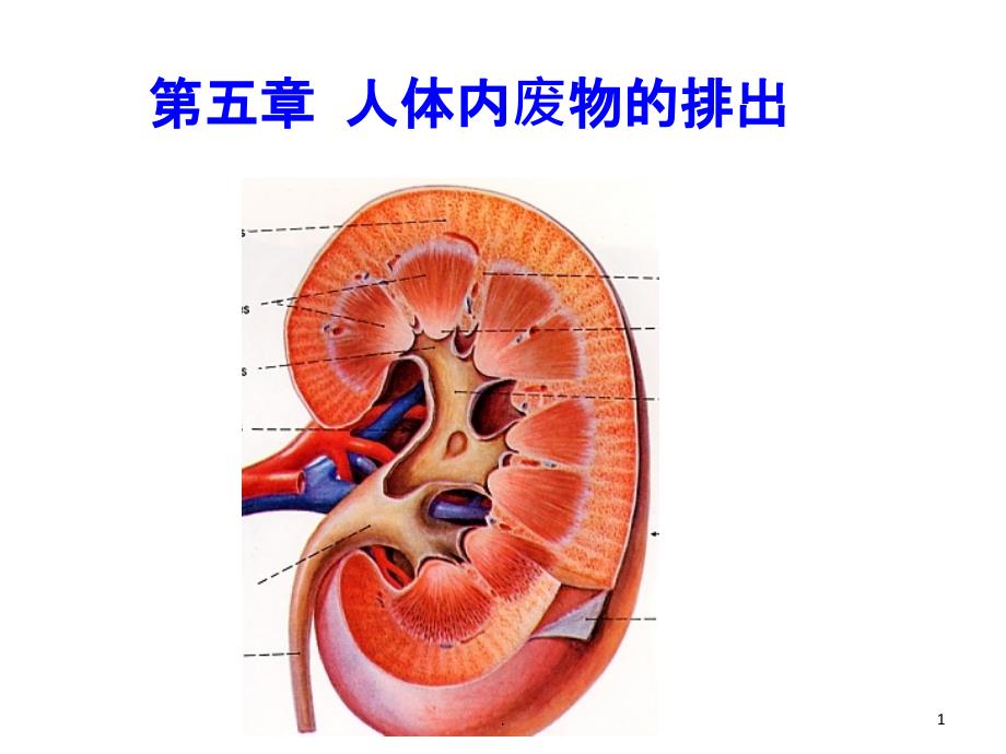 第五章人体内废物的排出课件_第1页