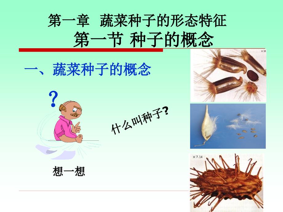 第二章蔬菜种子形态特征课件_第1页