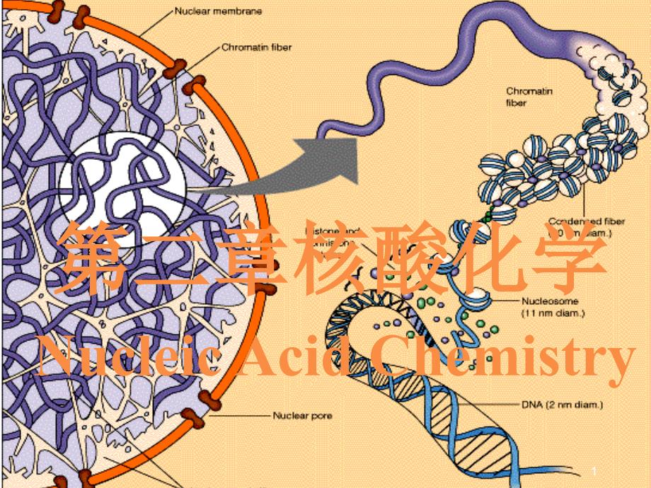 第二章核酸化学课件_第1页
