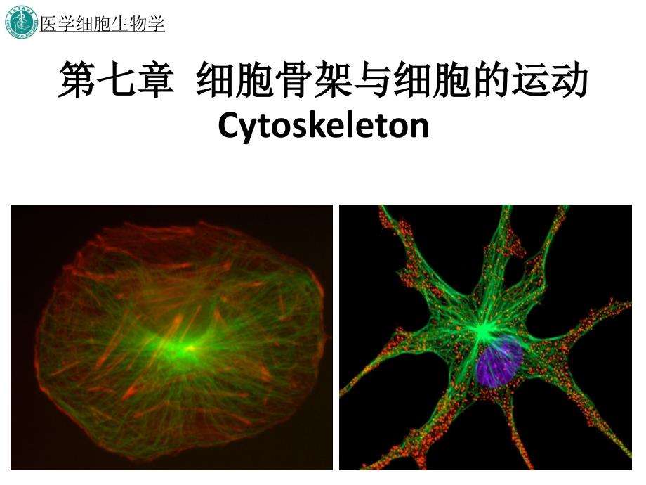 第七章-细胞骨架与细胞的运动课件_第1页